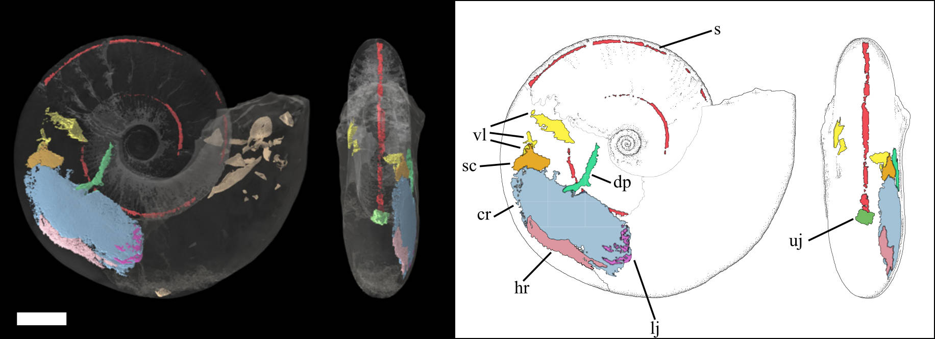 An ammonite with false coloured 3D soft parts - click for paper
