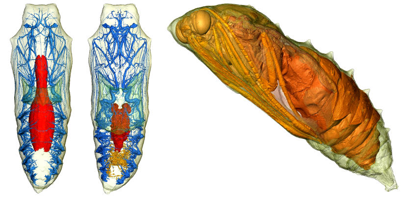 Metamorphosis revealed: three dimensional imaging inside a living chrysalis.