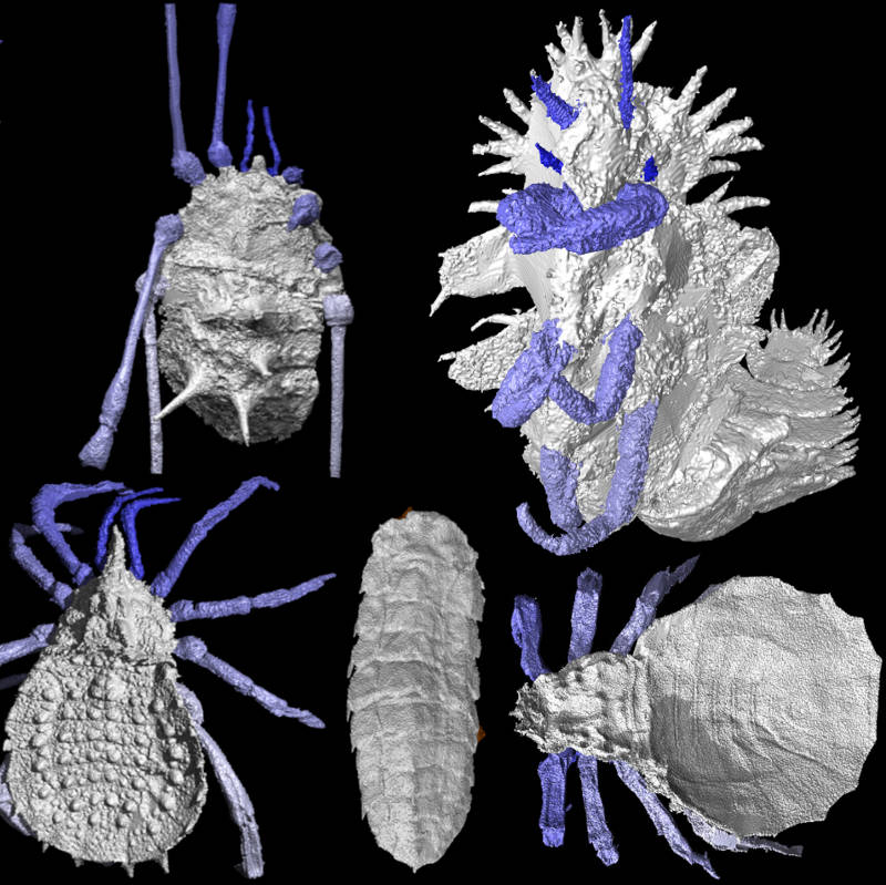 A banner showing Carboniferous arthropods reconstructed using micro-CT